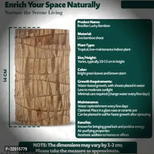 Brazilian Wood, Magical Sprouting Brazilian Lucky Wood Plant - Springkart