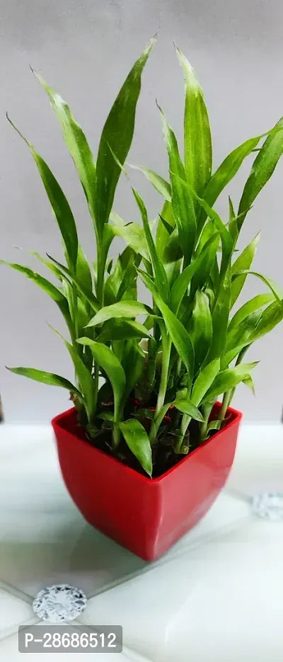 Corofitam Two Layer Bamboo Plant 2 Layer Lucky bamboo Plant With Red Pot - Springkart