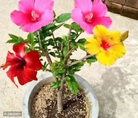 Platone Hibiscus Gudhal Flower Plant Multicolour hybrid hibiscus plant - Springkart