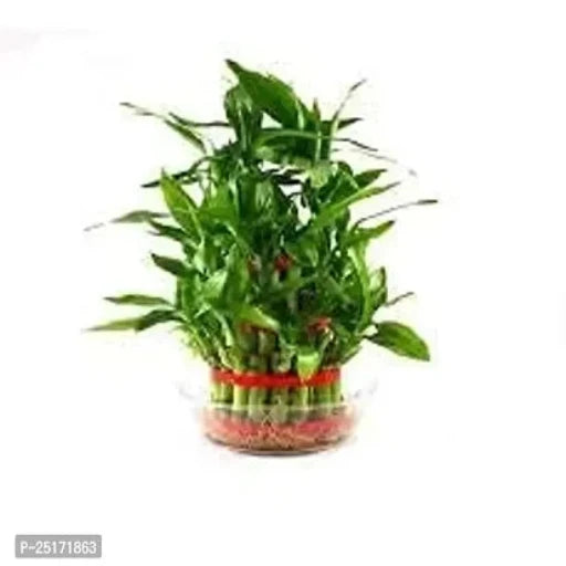 ENRICH PLANTS : LUCKY BAMBOO, 2 Layer, Good Fortune Live Plant, Home Decor Plant, - Springkart