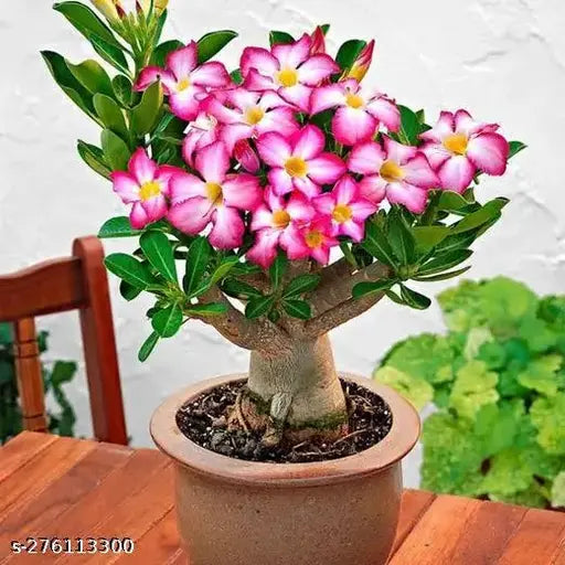 Hybrid Adenium Live Plant - Springkart