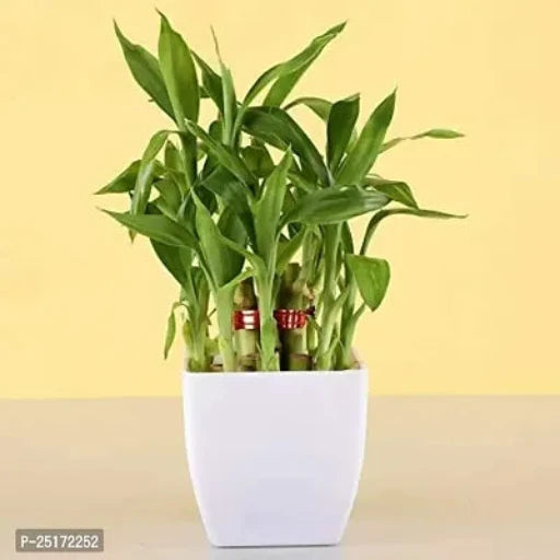 ENRICH PLANTS : LUCKY BAMBOO, 2 Layer, Good Fortune Live Plant, Home Decor Plant, - Springkart