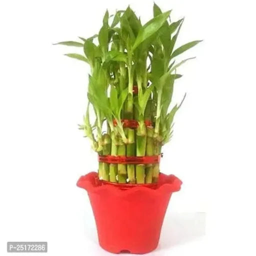 ENRICH PLANTS : LUCKY BAMBOO, 2 Layer, Good Fortune Live Plant, Home Decor Plant1 - Springkart