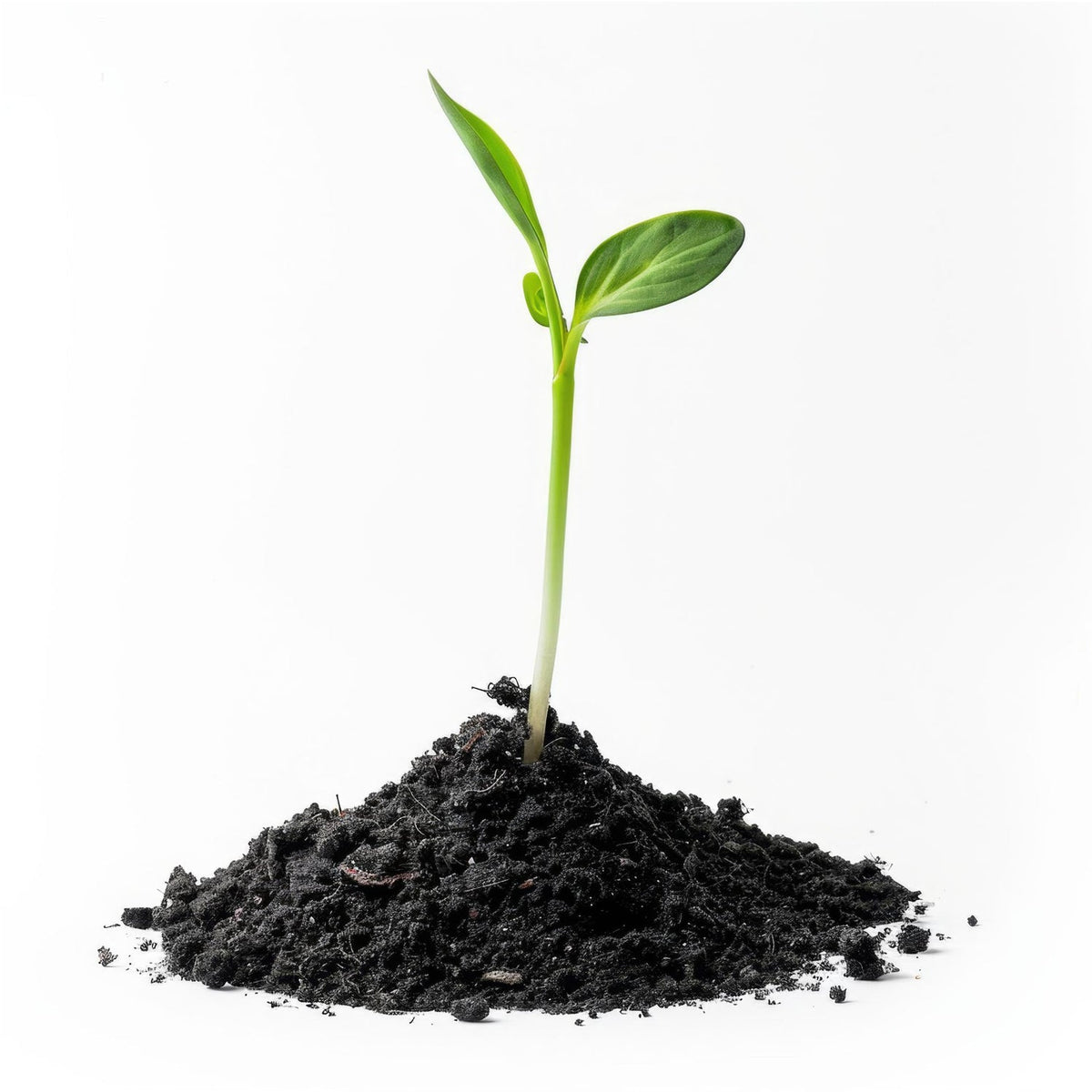 Organic Vermicompost Black Soil for Plants Health Manure (1 KG Approx) - Springkart 