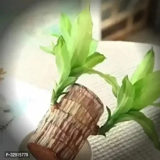 Brazilian Wood, Magical Sprouting Brazilian Lucky Wood Plant