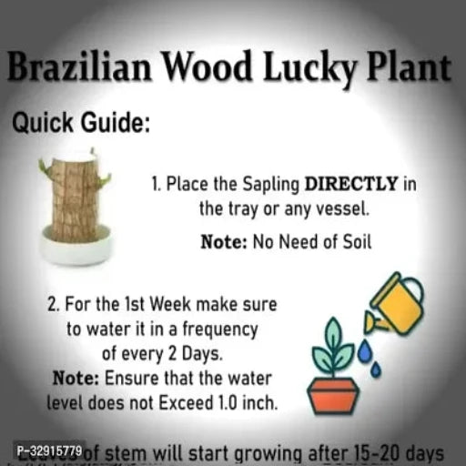 Brazilian Wood, Magical Sprouting Brazilian Lucky Wood Plant