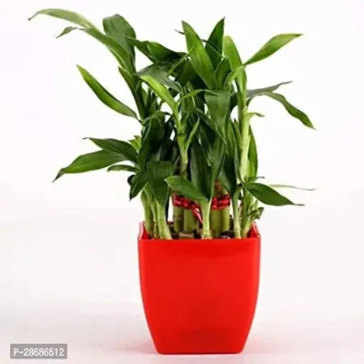 Corofitam Two Layer Bamboo Plant 2 Layer Lucky bamboo Plant With Red Pot