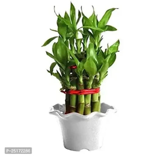 ENRICH PLANTS : LUCKY BAMBOO, 2 Layer, Good Fortune Live Plant, Home Decor Plant1