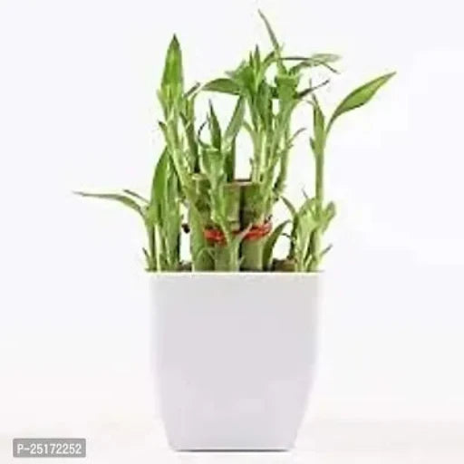 ENRICH PLANTS : LUCKY BAMBOO, 2 Layer, Good Fortune Live Plant, Home Decor Plant,