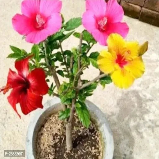 Platone Hibiscus Gudhal Flower Plant Multicolour hybrid hibiscus plant