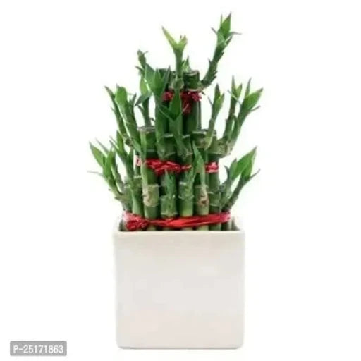 ENRICH PLANTS : LUCKY BAMBOO, 2 Layer, Good Fortune Live Plant, Home Decor Plant,