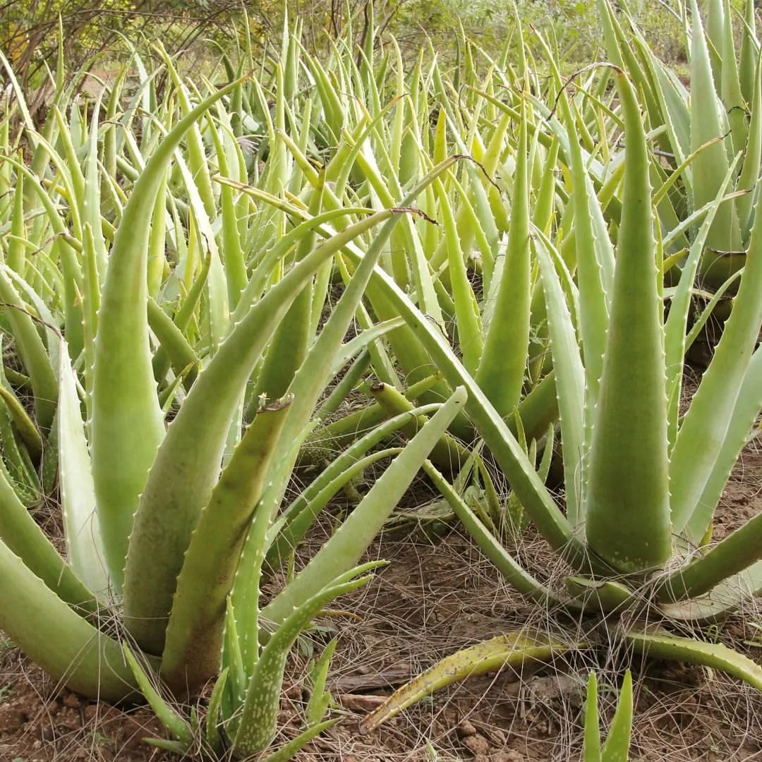 Organic 100% Aloe Vera Gel For Face, with Natural Aloe Vera & Vitamin E for Skin and Hair - 400g - Springkart 