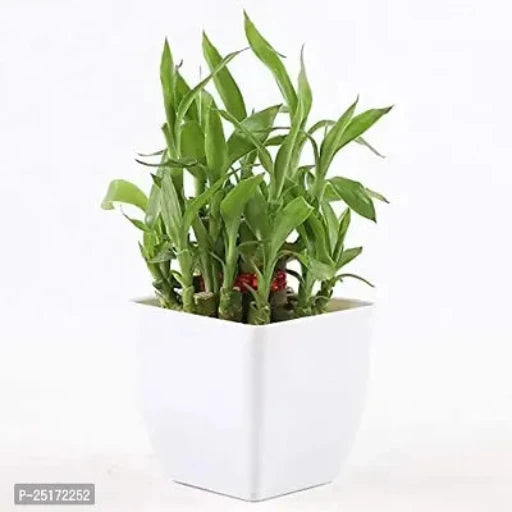 ENRICH PLANTS : LUCKY BAMBOO, 2 Layer, Good Fortune Live Plant, Home Decor Plant,