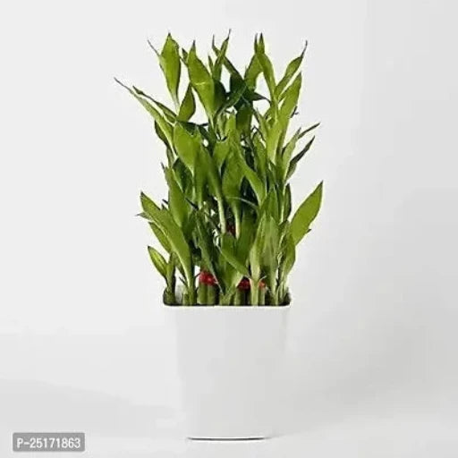 ENRICH PLANTS : LUCKY BAMBOO, 2 Layer, Good Fortune Live Plant, Home Decor Plant,