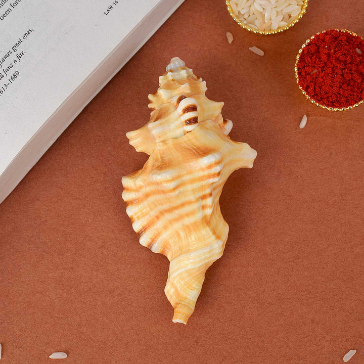 Ganesh Shankh (VERY RARE Cymatium lotorium)