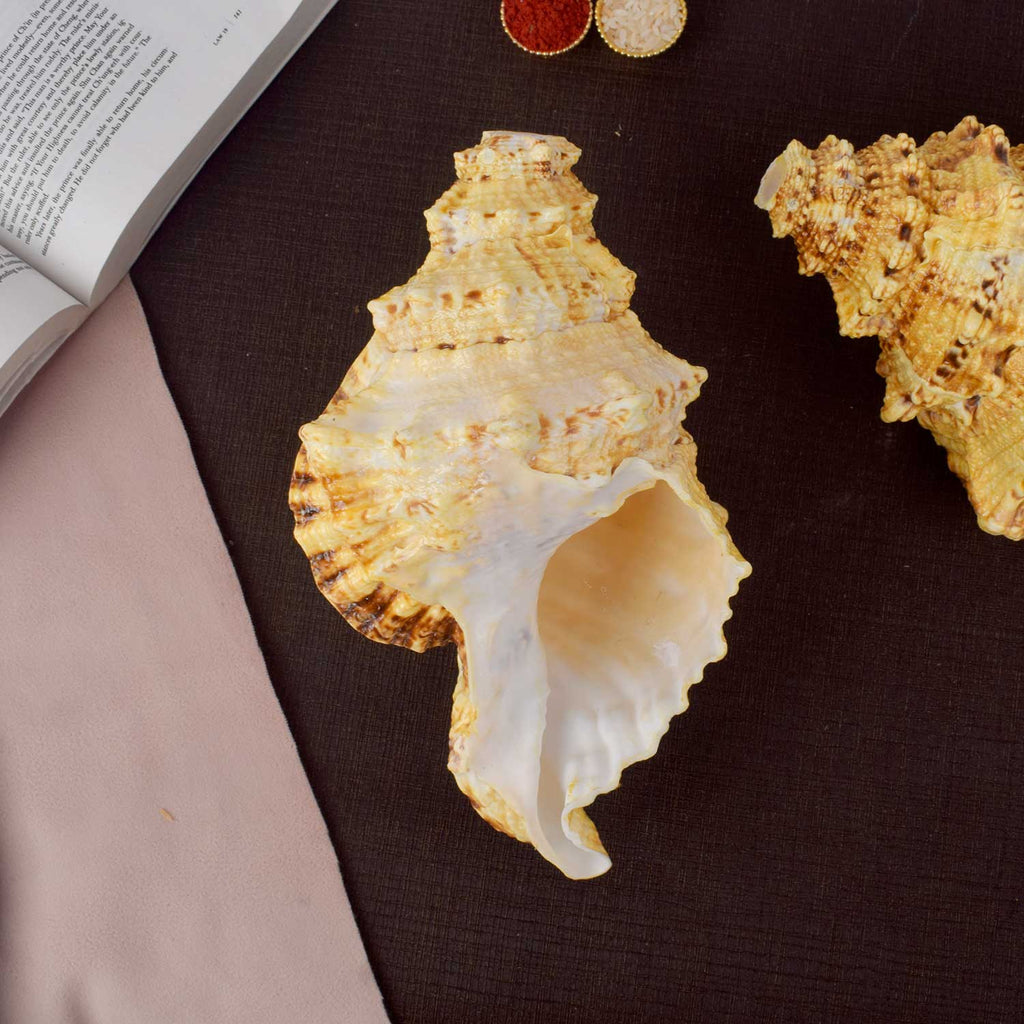 Sughosh Shankh (Bursa Bubo)