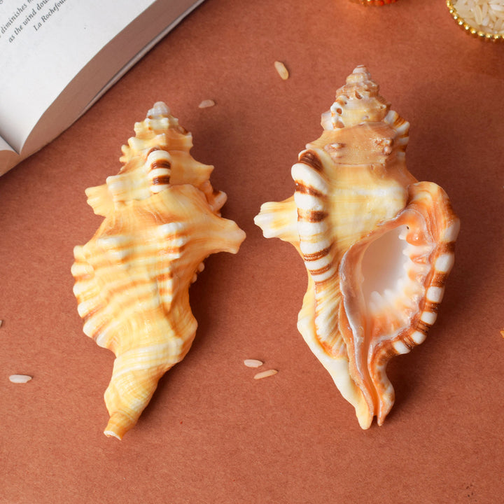 Ganesh Shankh (VERY RARE Cymatium lotorium)