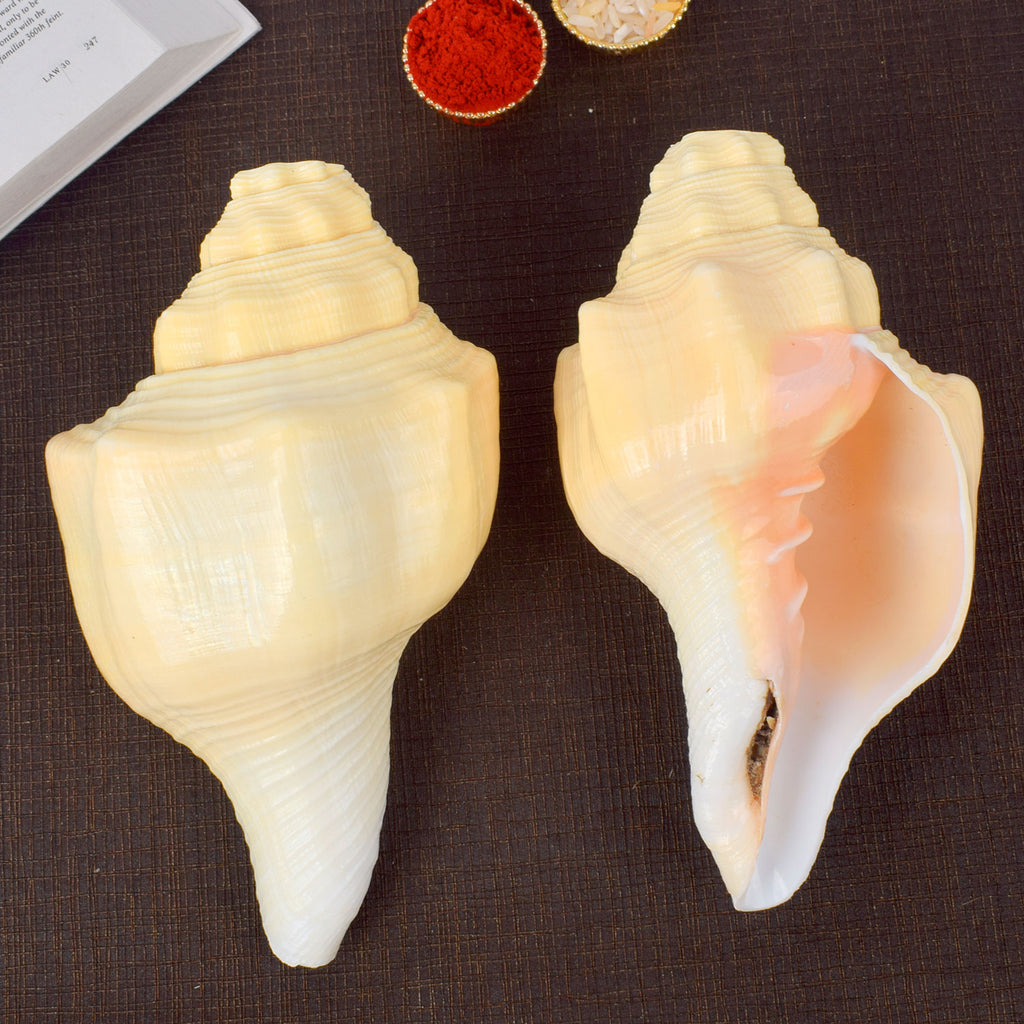 Very Rare Debadutta Shankh (Turbinella Pyrum)