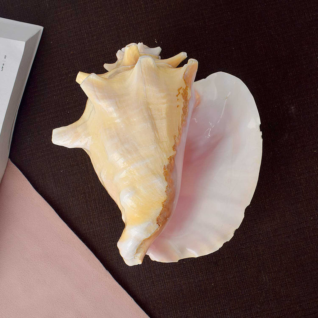 Dakshinavarti Annapurna Shankh (RARE Conch Shell)