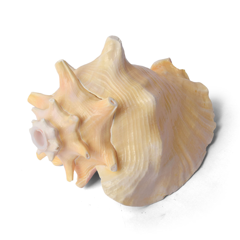 Dakshinavarti Annapurna Shankh (RARE Conch Shell)