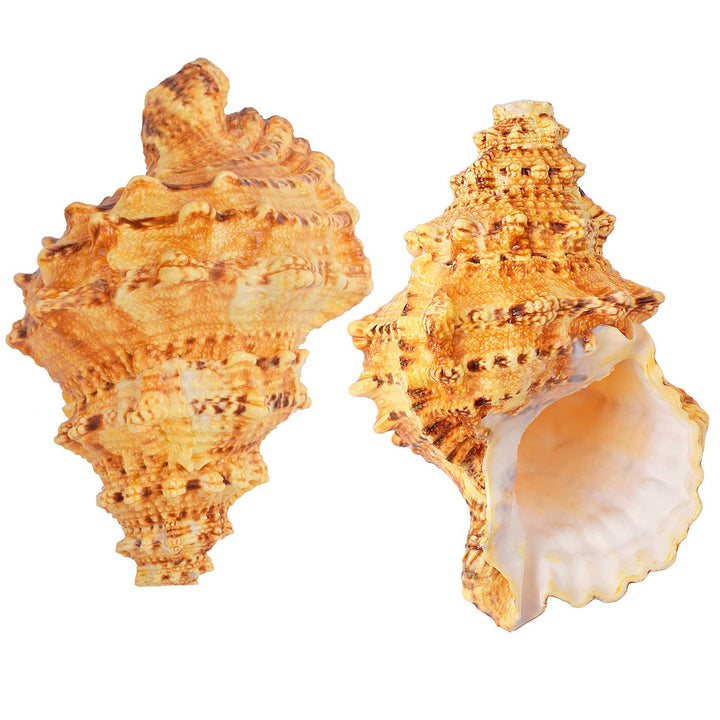 Sughosh Shankh (Bursa Bubo)