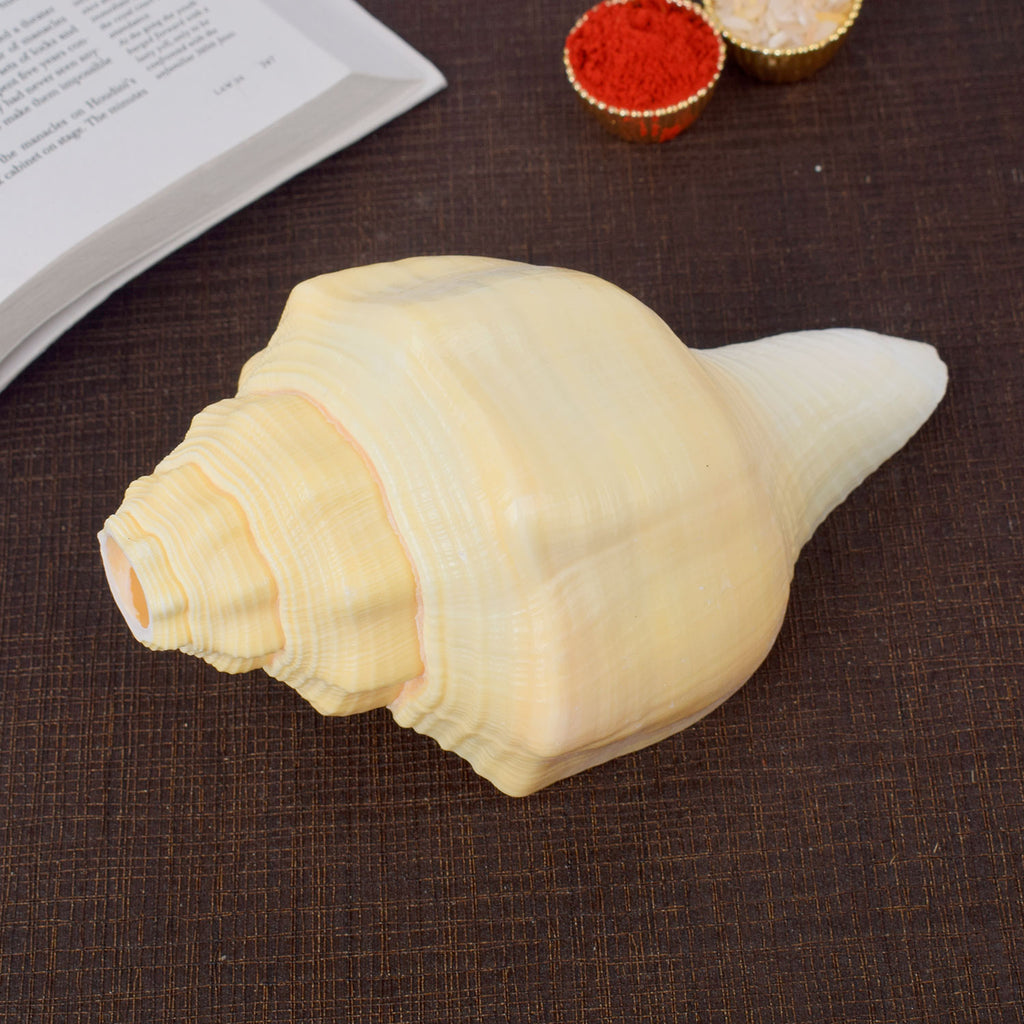 Very Rare Debadutta Shankh (Turbinella Pyrum)
