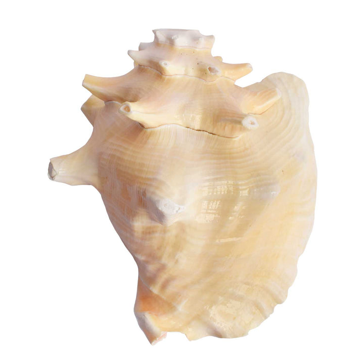 Dakshinavarti Annapurna Shankh (RARE Conch Shell)