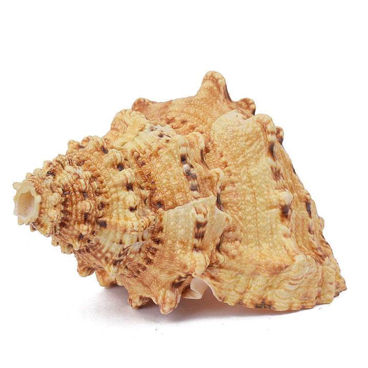 Sughosh Shankh (Bursa Bubo)