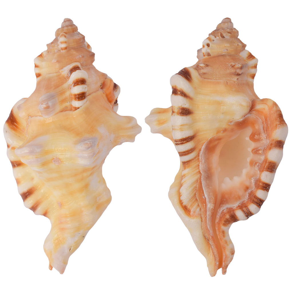 Ganesh Shankh (VERY RARE Cymatium lotorium)