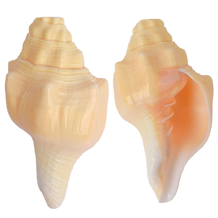 Very Rare Debadutta Shankh (Turbinella Pyrum)