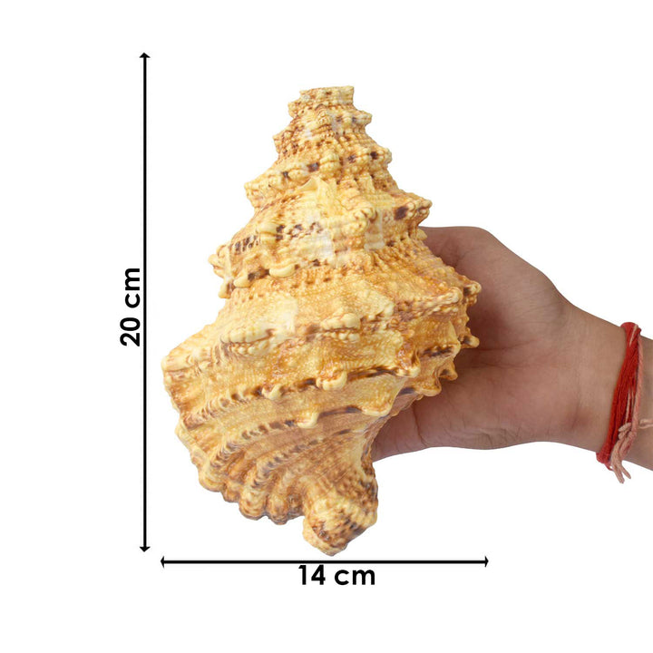 Sughosh Shankh (Bursa Bubo)