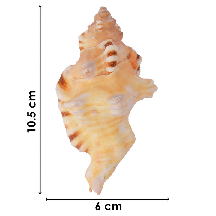 Ganesh Shankh (VERY RARE Cymatium lotorium)