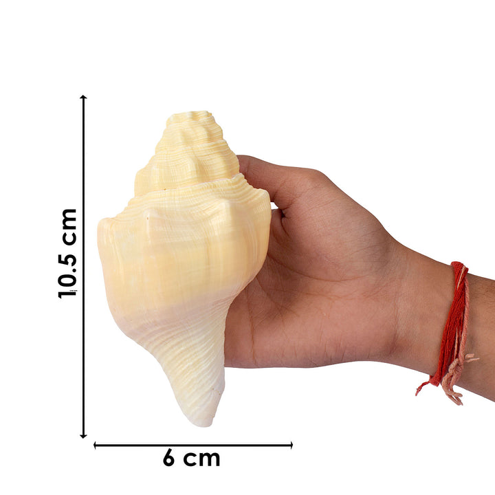 Very Rare Debadutta Shankh (Turbinella Pyrum)