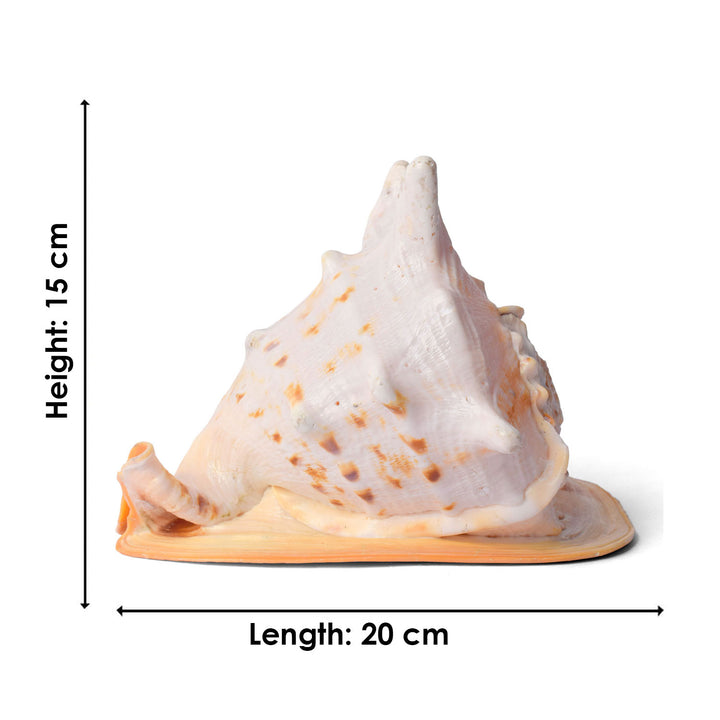 Buy Online | Gomukhi Shankha (Queen Helmet)