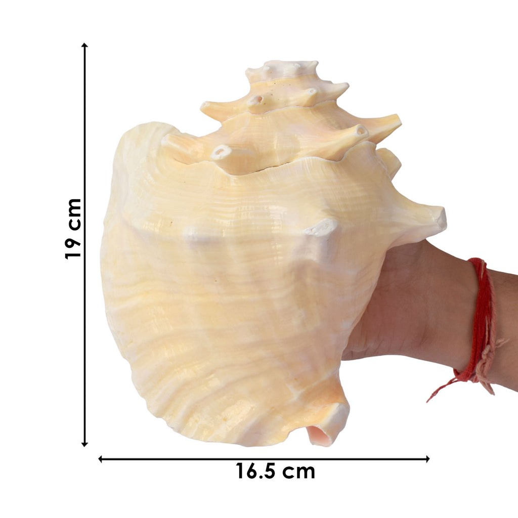 Dakshinavarti Annapurna Shankh (RARE Conch Shell)