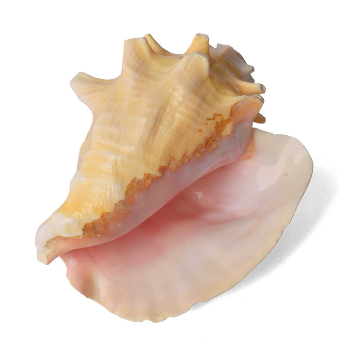 Dakshinavarti Annapurna Shankh (RARE Conch Shell)