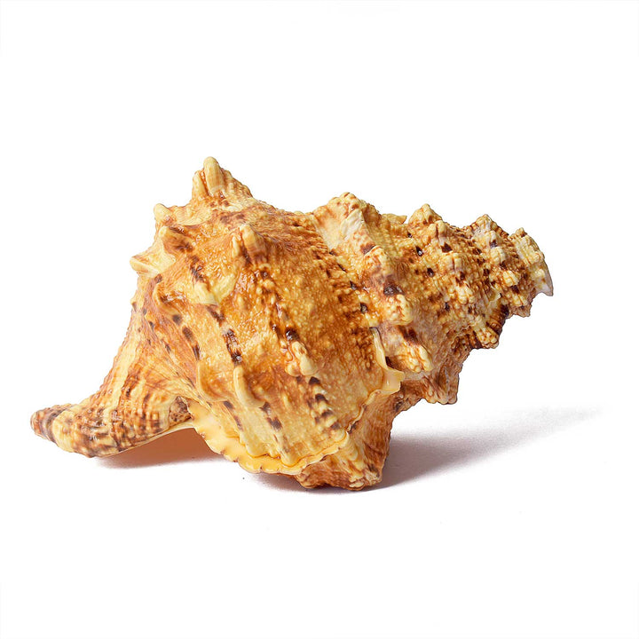 Sughosh Shankh (Bursa Bubo)