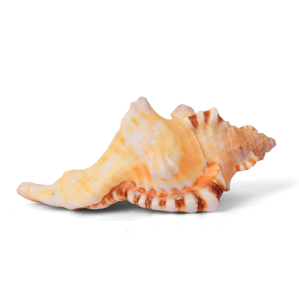 Ganesh Shankh (VERY RARE Cymatium lotorium)