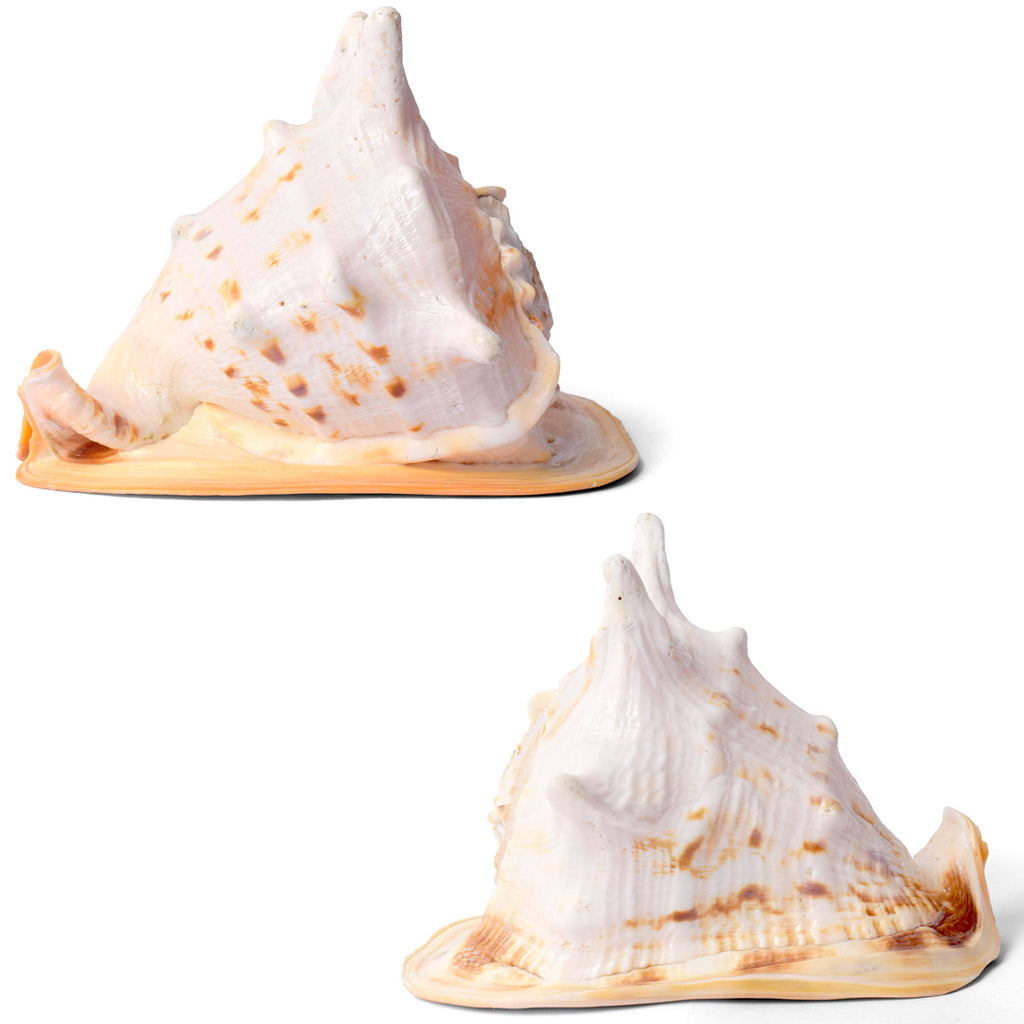 Buy Online | Gomukhi Shankha (Queen Helmet)
