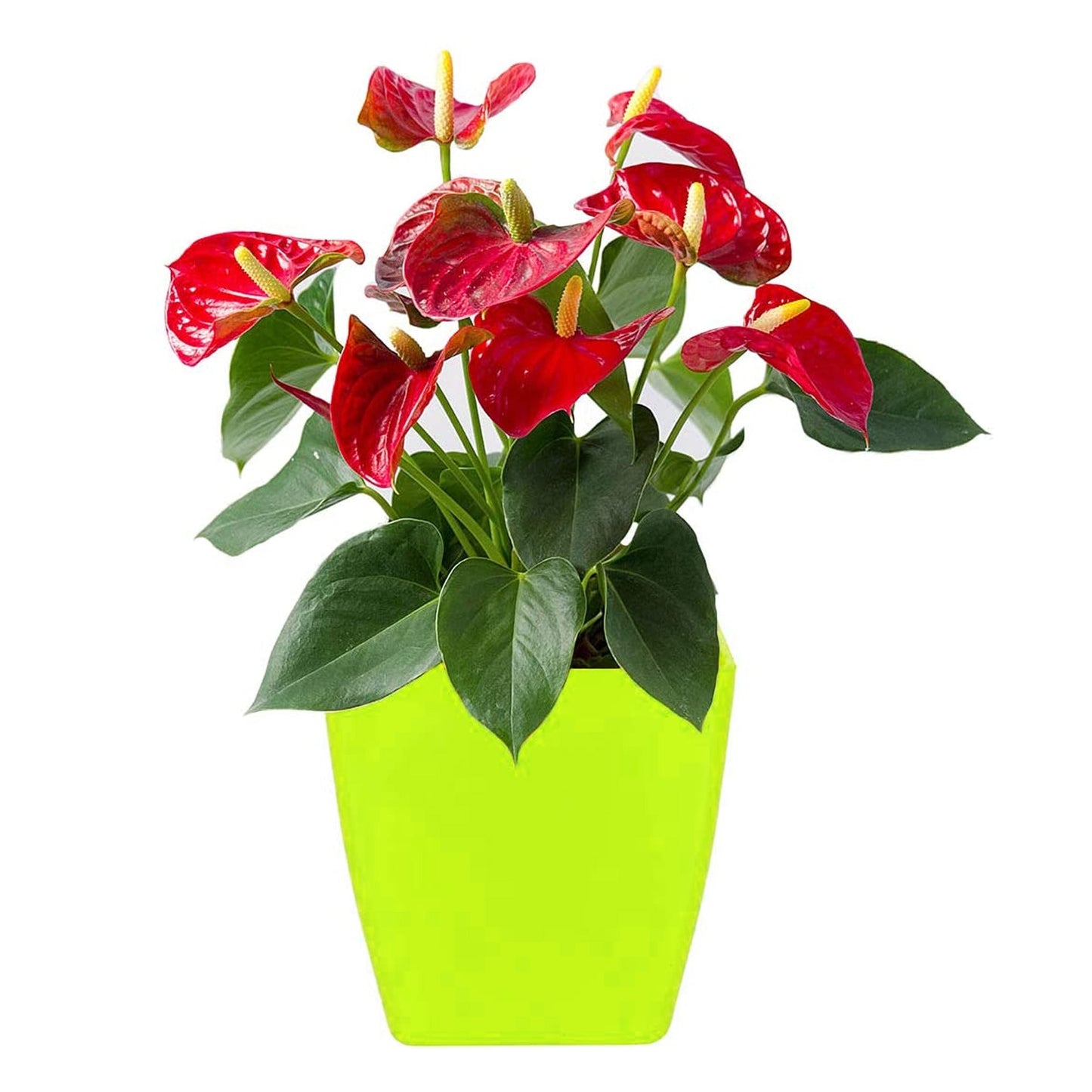 Flower Pots Square Shape For Indoor / Outdoor Gardening - Springkart 