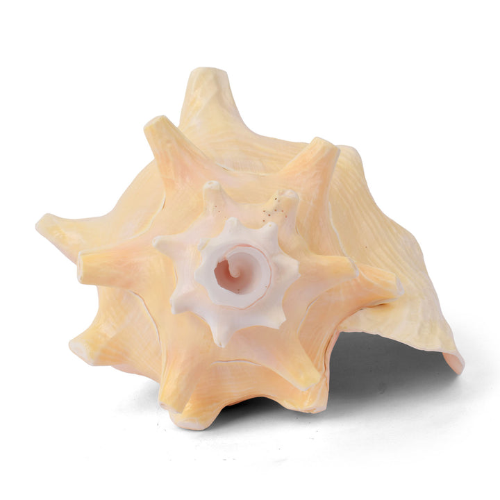 Dakshinavarti Annapurna Shankh (RARE Conch Shell)