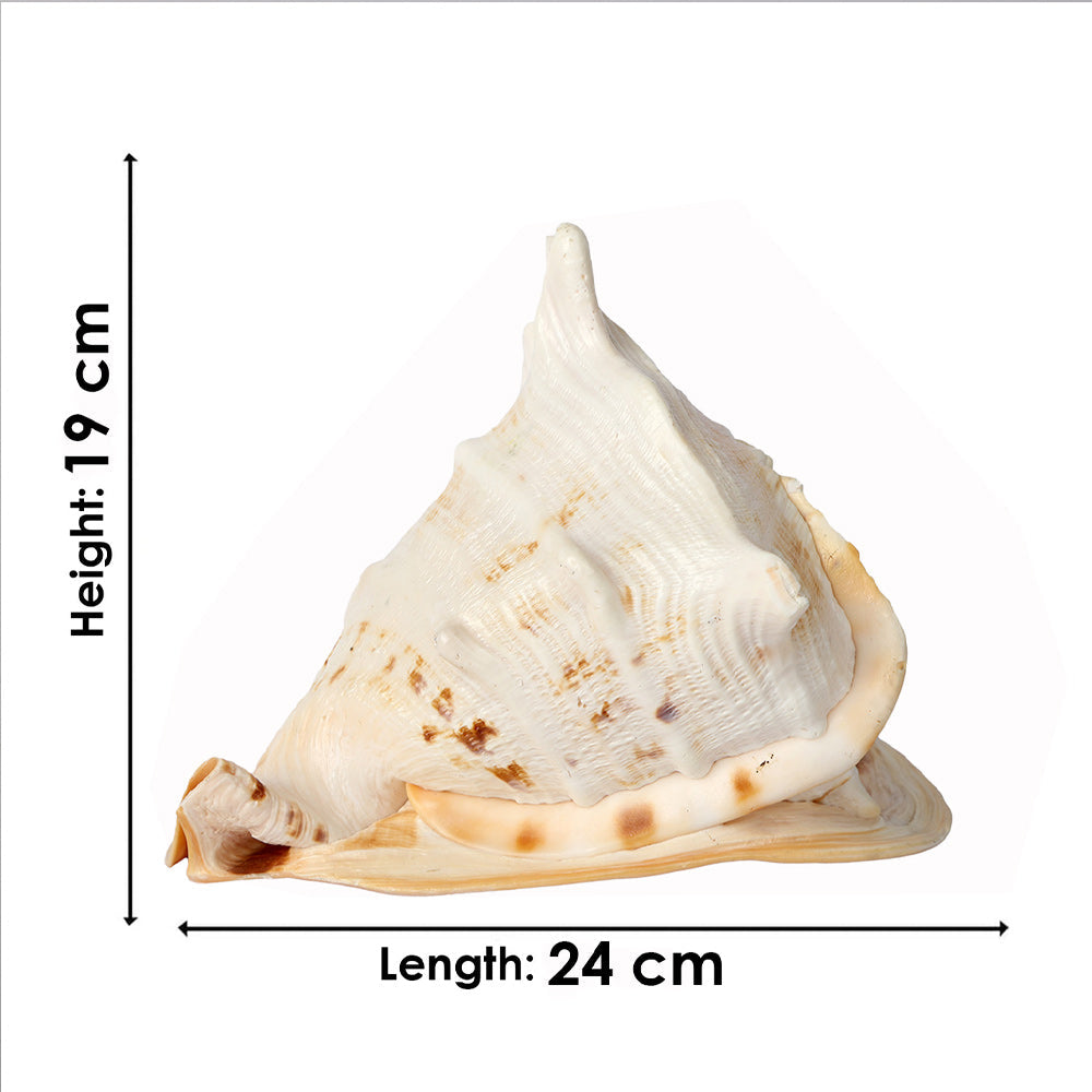 Buy Online | Gomukhi Shankha (Queen Helmet)