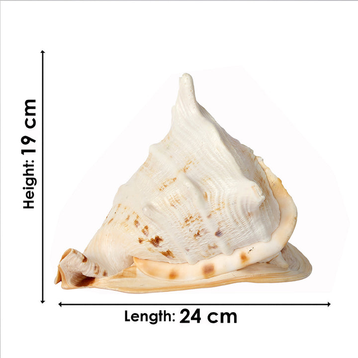 Buy Online | Gomukhi Shankha (Queen Helmet)