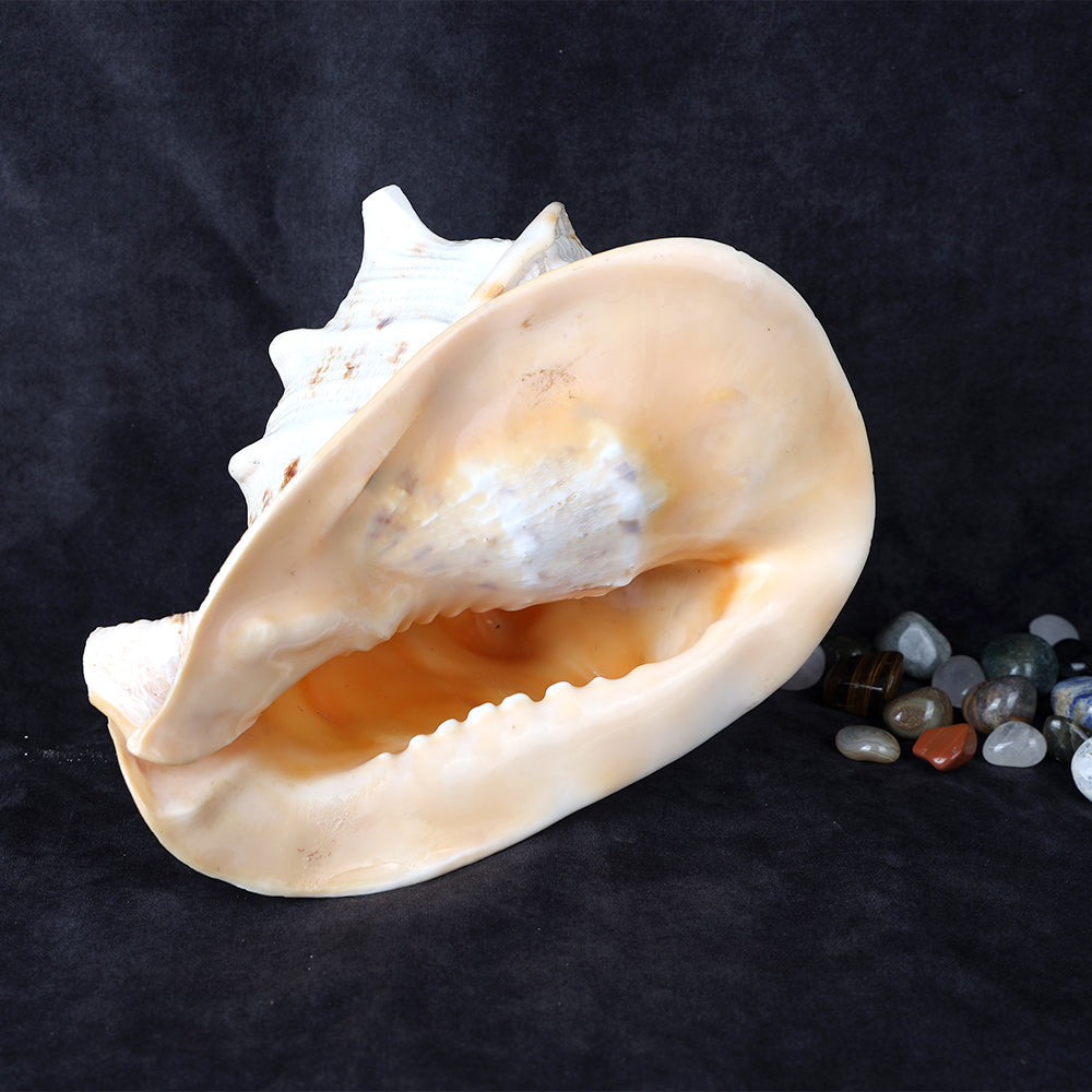 Buy Online | Gomukhi Shankha (Queen Helmet)