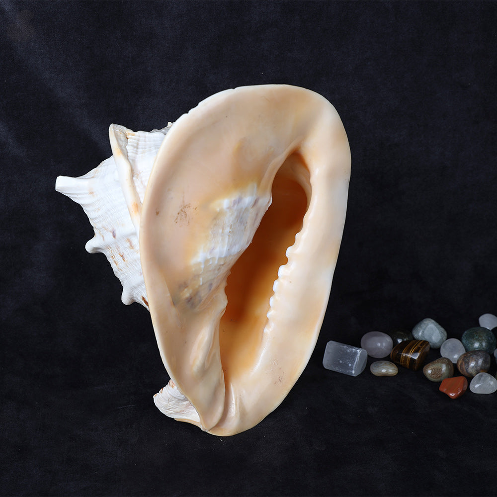 Buy Online | Gomukhi Shankha (Queen Helmet)