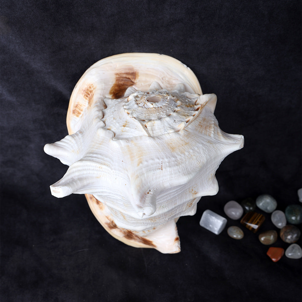 Buy Online | Gomukhi Shankha (Queen Helmet)