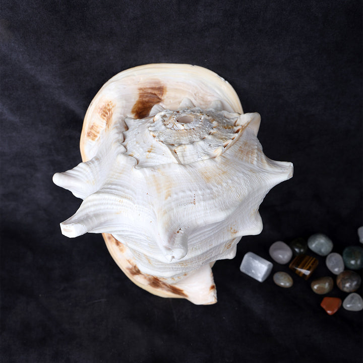 Buy Online | Gomukhi Shankha (Queen Helmet)