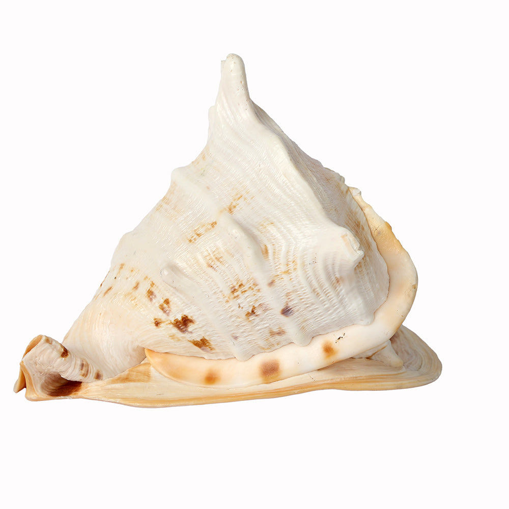 Buy Online | Gomukhi Shankha (Queen Helmet)