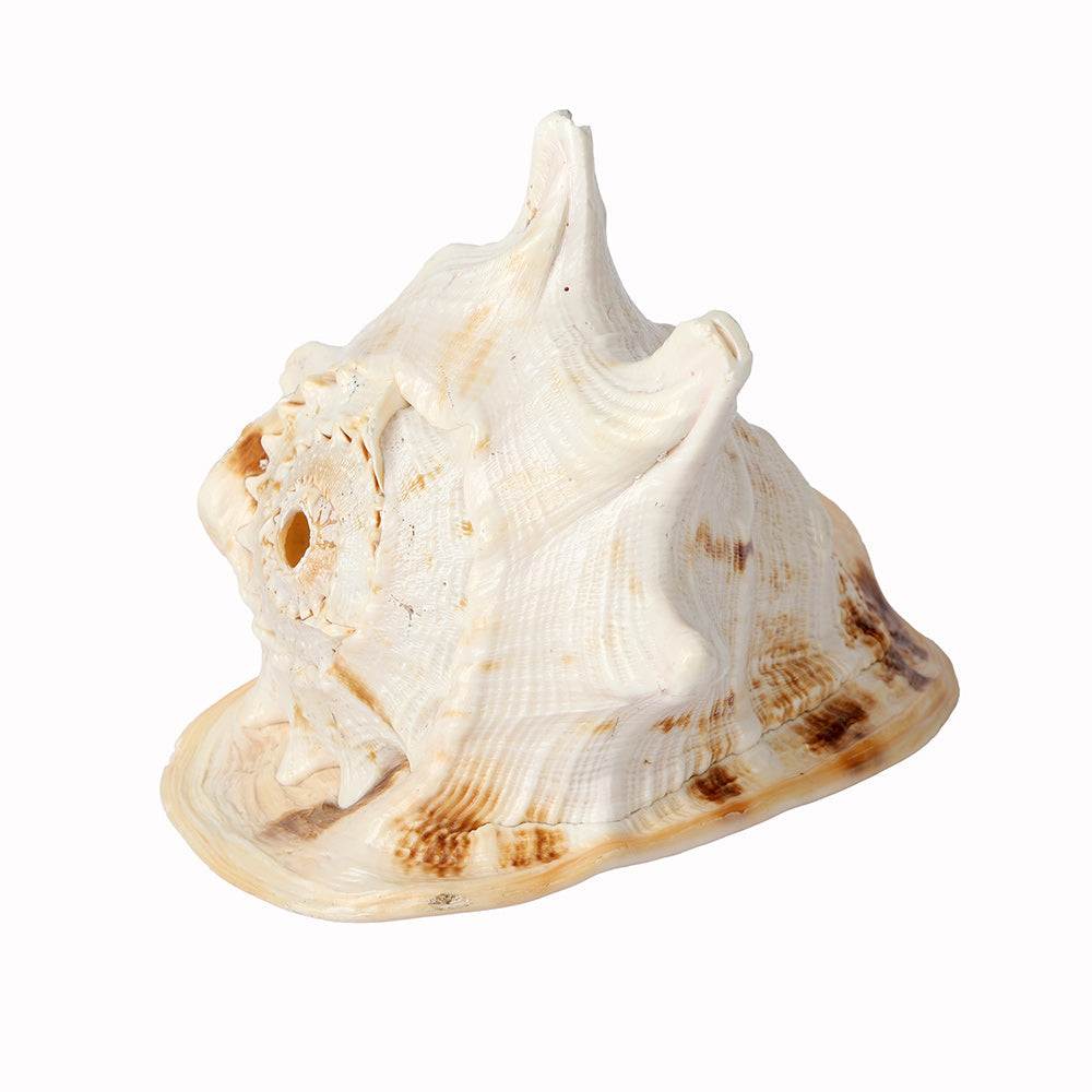 Buy Online | Gomukhi Shankha (Queen Helmet)