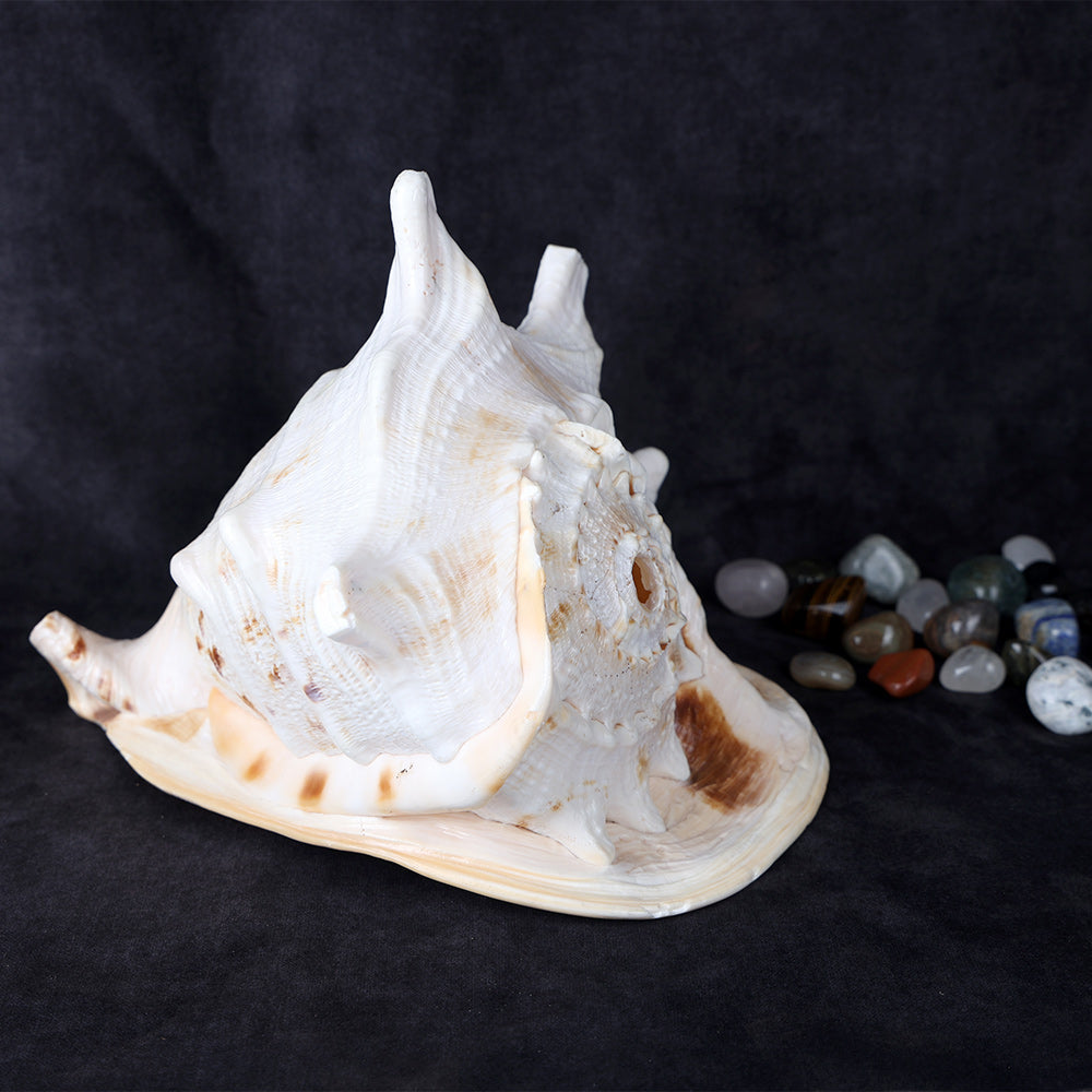 Buy Online | Gomukhi Shankha (Queen Helmet)